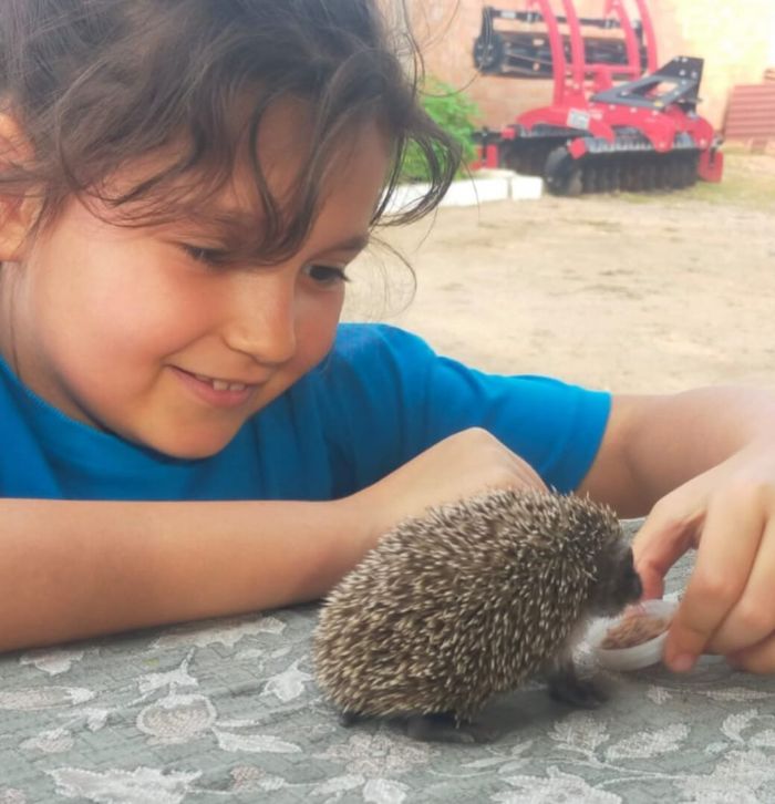 Scaktan etkilenen kirpi yavrusunun imdadna kk kz yetiti