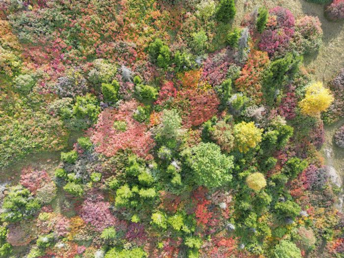 Giresun'a sonbahar gzellii geldi