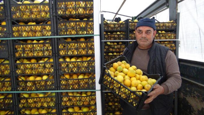 Mersinden Aksaraya tonlarca limon gnderildi 