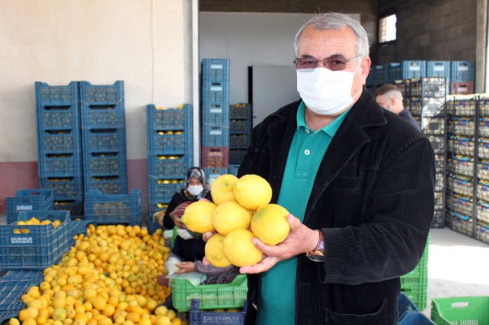 Mersin’de limon hasad tamamland