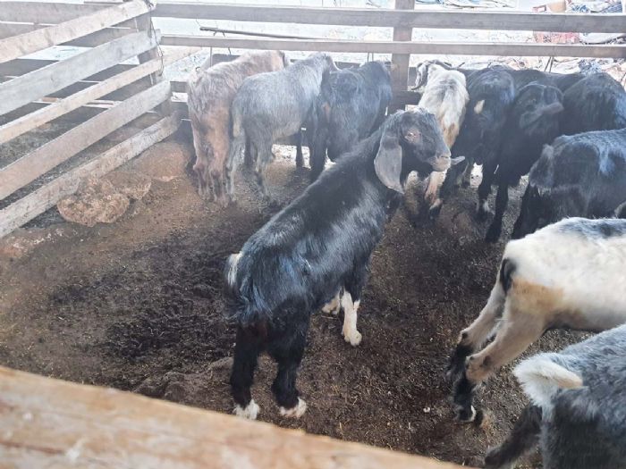 Hayvanclk iletmelerine hibe destek bavurular balad