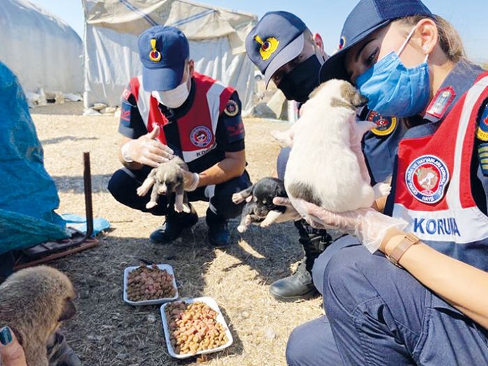 Jandarma ekipleri sokak hayvanlarna mama ve su verdi