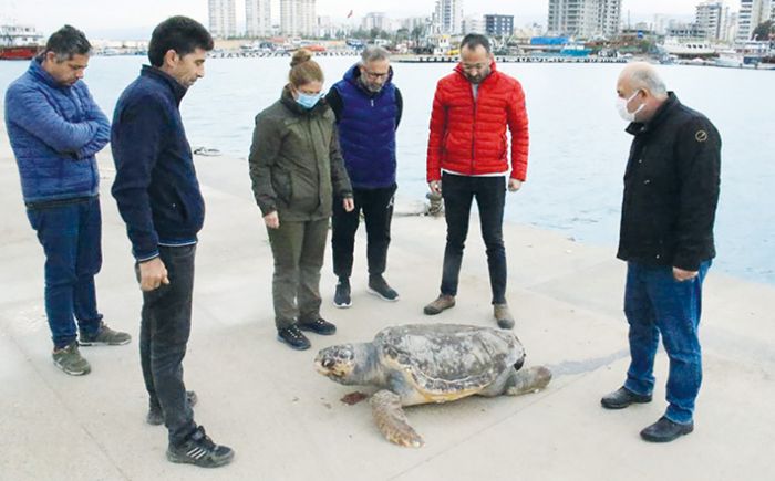 Halk plaj kysnda l caretta caretta bulundu