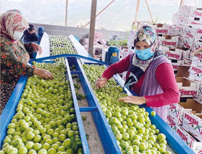 Gezende erii corafi iaret tescil belgesi ald