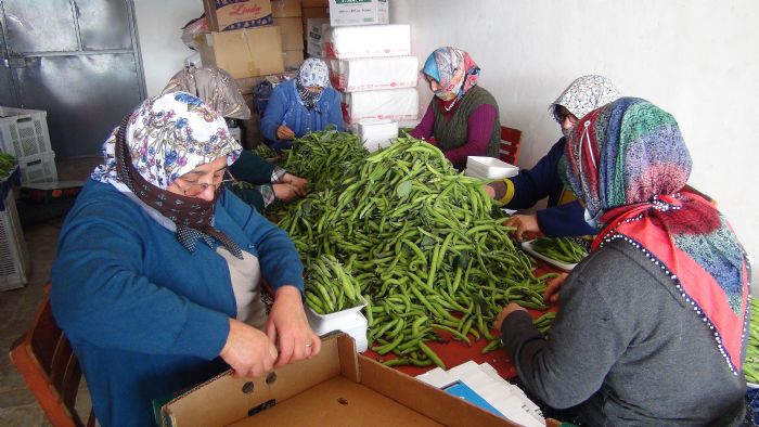 Mersin’den Iraka ihra edilen baklada hasat sona erdi