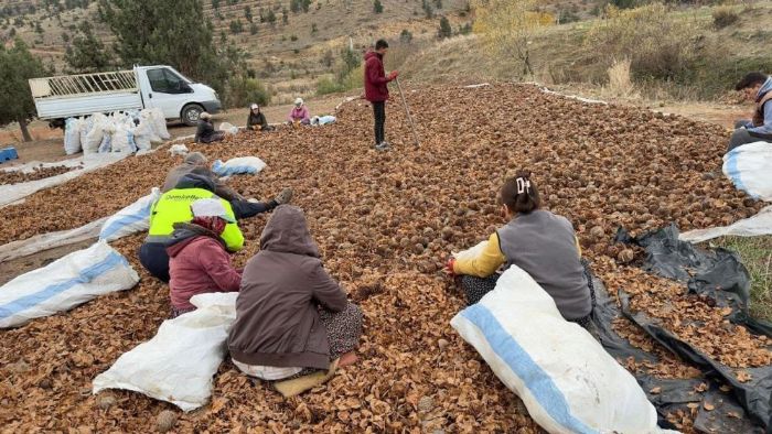 Mersin'de yanan orman sedir tohumu ile yeniden canlanacak