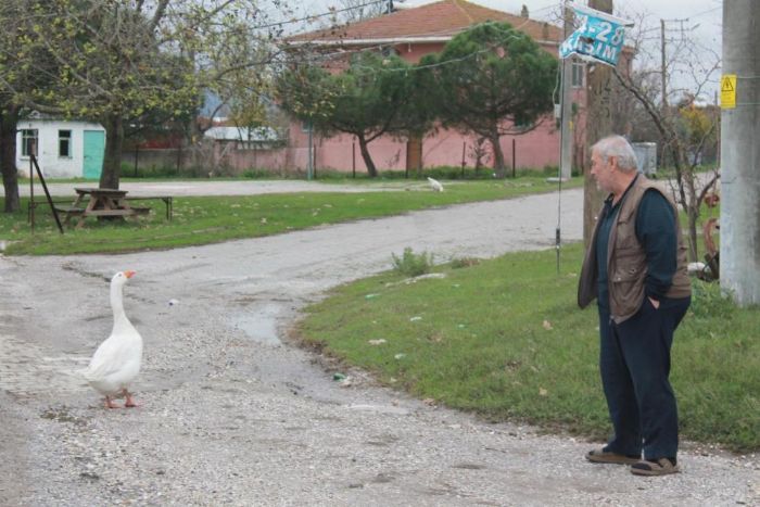 Ezan okununca bu kaz camiye gidiyor