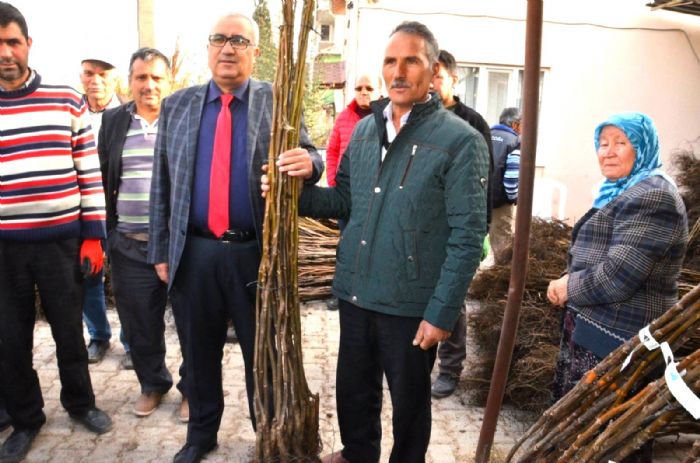 Denizli ameli Belediyesi Ceviz retimini Artrmak in Fidan Destei Salayacak