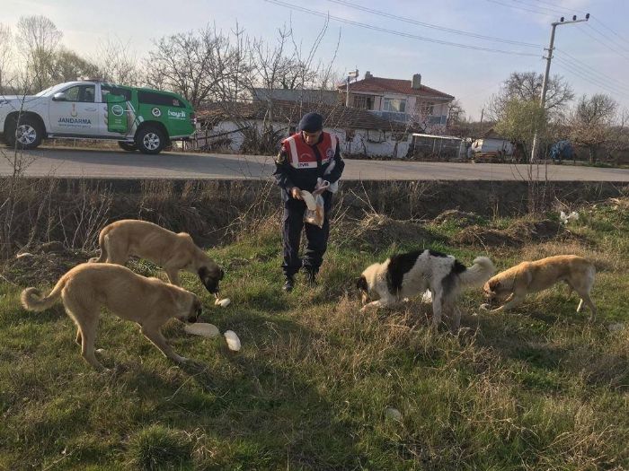 Sokak hayvanlarn elleriyle beslediler