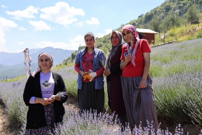 Tarlalar mor gelinliini giydi, ziyareti iin geri saym balad