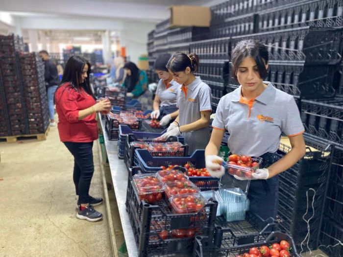 Antalya Hali'nin ykn kadnlar ekiyor