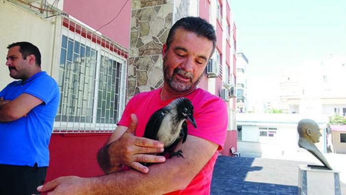 Okul bahesinde scaktan baylan karga, kendine gelince renci kayt srasna girdi  