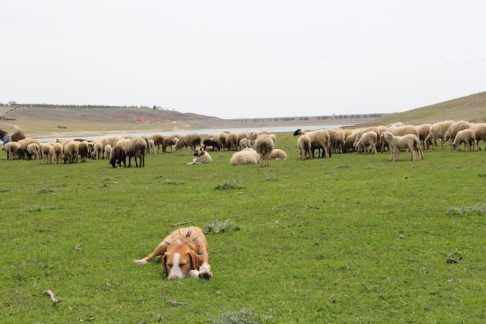 Eskiehirde baharn alma dnemiyle birlikte koyunlar yemyeil meralara akn etti