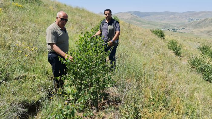 Erzurum Orman Blge Mdr Ayatay, Arda