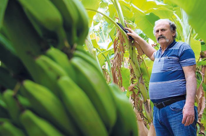 Tescilli Erdemli muzu geim kayna oldu