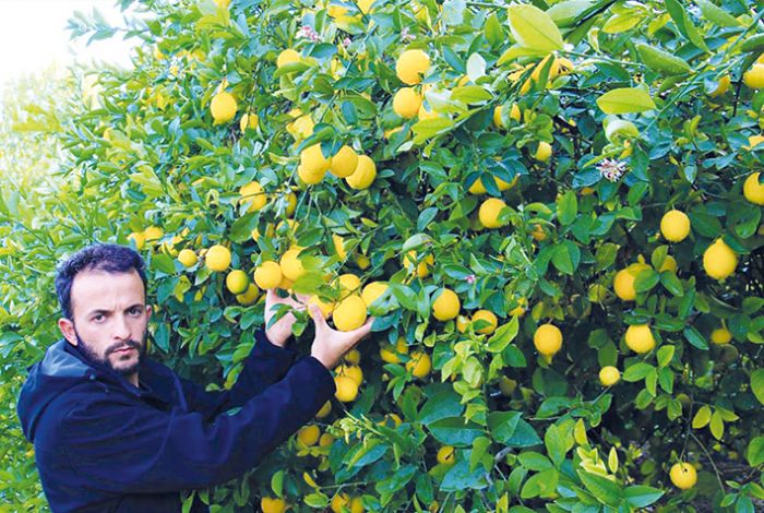 Kilosu 40 kurua den limon dalnda sarard