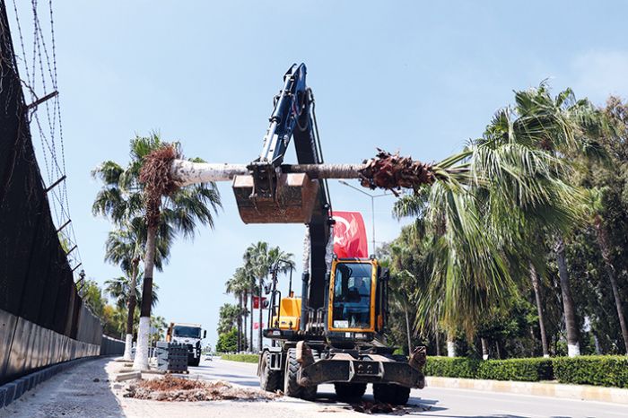 Bisiklet yolu proje alanndaki palmiyeler tanyor