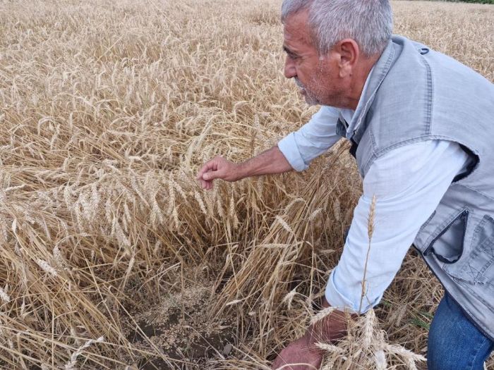 Kuvvetli ya hasat olgunluuna gelen budaya zarar verdi