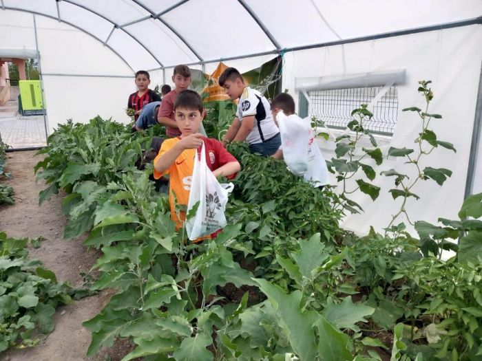 Erzincanda minik renciler sebze hasadna balad