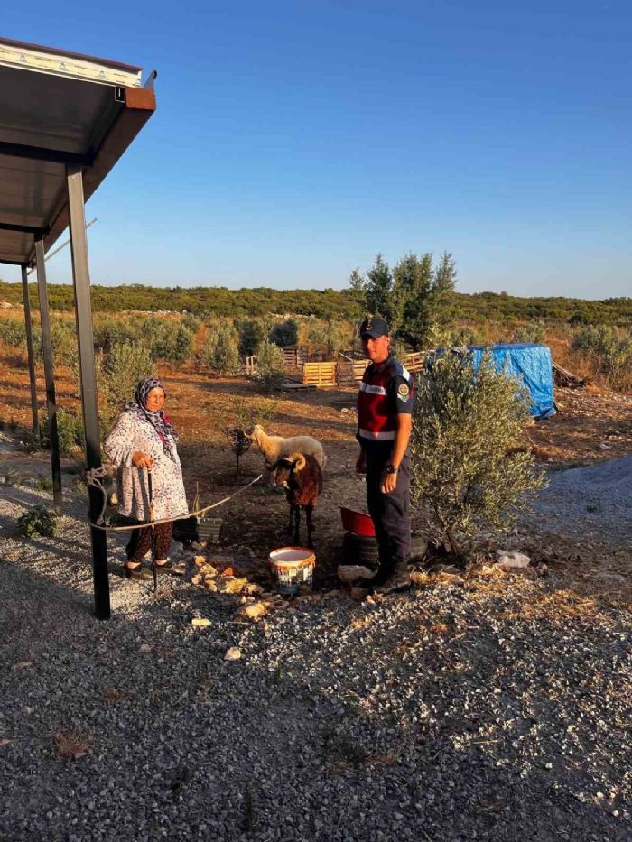 Kaybolan hayvanlar jandarma buldu