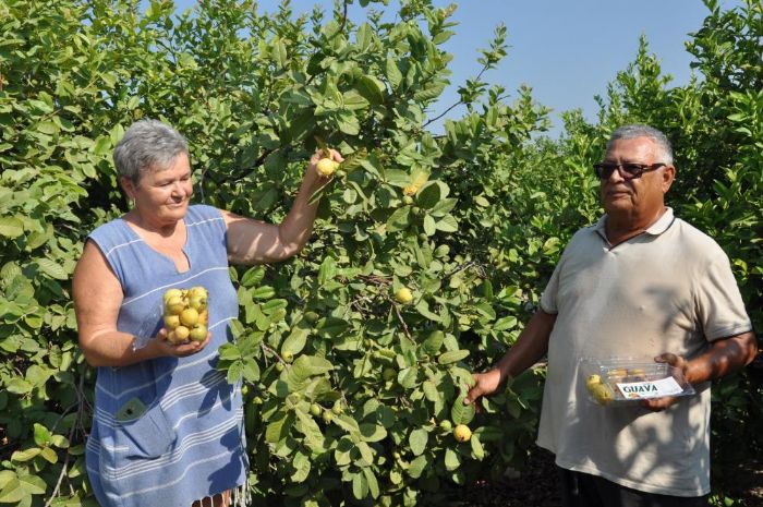 Mersinde tropikal meyve guavann hasadna baland