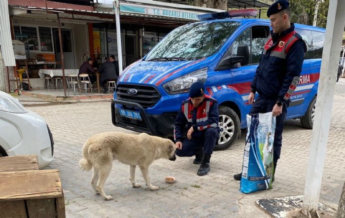 Jandarma ekipleri can dostlar unutmuyor