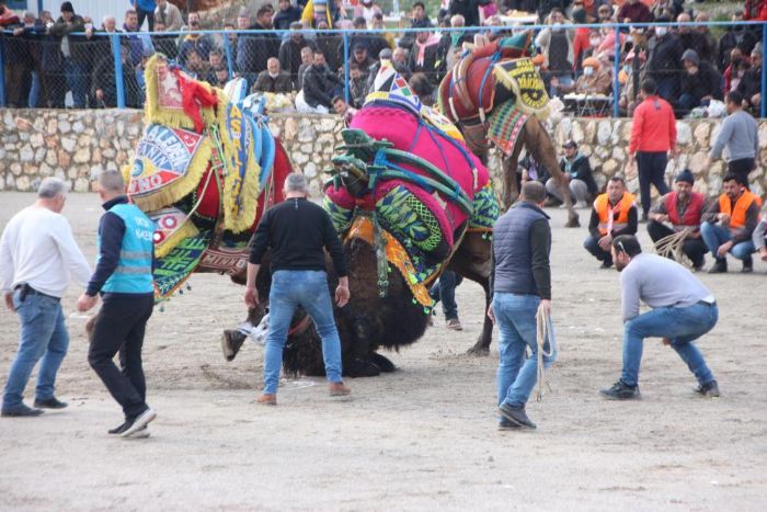 Bodrum Deve Grei Festivali iin geri saym