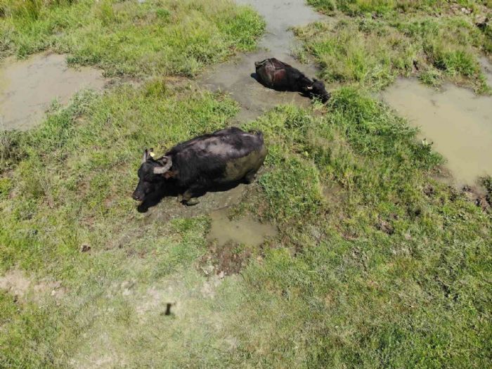 Scaktan bunalan mandalar areyi amur banyosunda buldu