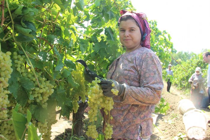 Sargl'de zm hasad hz kesmeden devam ediyor