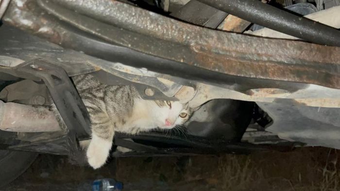 Otomobilin motoruna giren inat kedi otoparkta aratan araca kotu