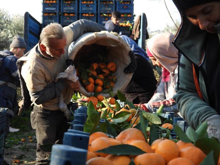 Depremzede mandalina reticisine Hatay Valisinden destek