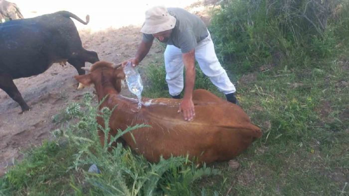 Scak hava merada otlayan hayvanlar strese sokuyor