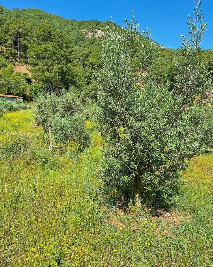 Ortacada zeytin bahelerinde zararllar tespit edildi