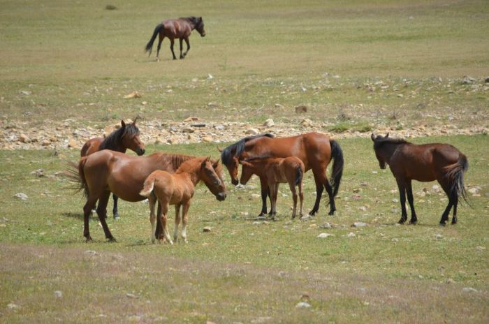 Eynif Ovasnn nemli deerleri: Ylk atlar