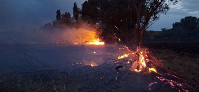 Elektrik tellerinden kan kvlcmlar saman balyalar ve aalar kl etti