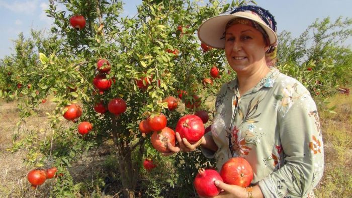 Mersin'de yln ilk erkenci nar hasad yapld