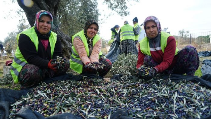 Edremit Belediyesi zeytinyalar iin hasat devam ediyor   