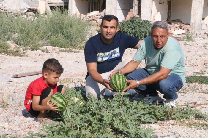 Enkazda yetien kavun ve karpuzda hasat vakti