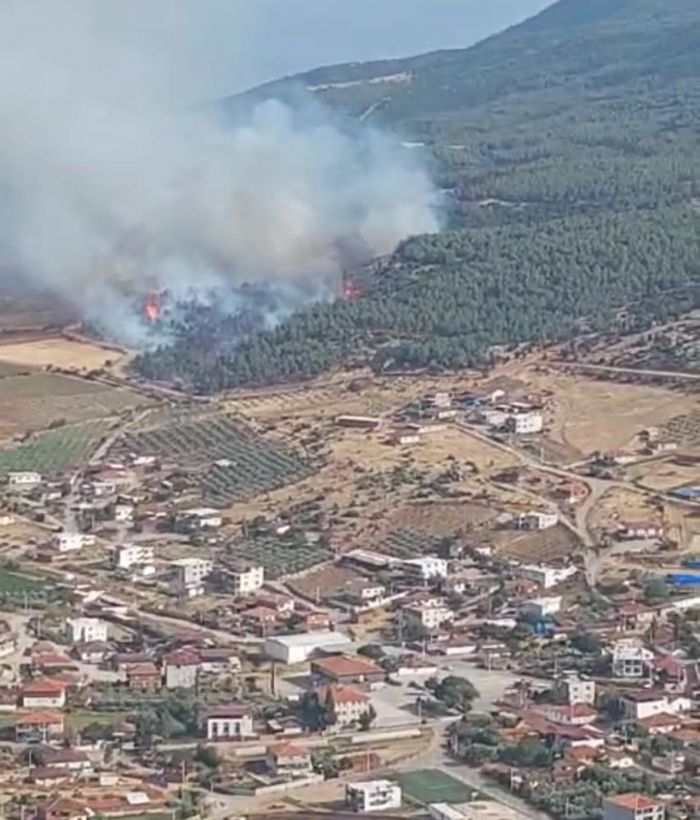 Manisa'da orman yangn