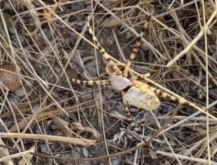 'Argiope lobata' Elazda grld