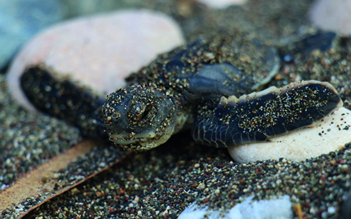 Sona kalan caretta caretta yavrular denizle buluturuldu  