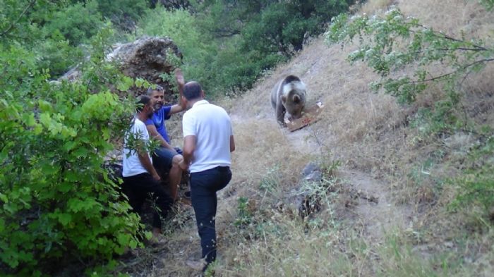 Tuncelide bozay, karnn doyurmak iin kamp alanna geliyor