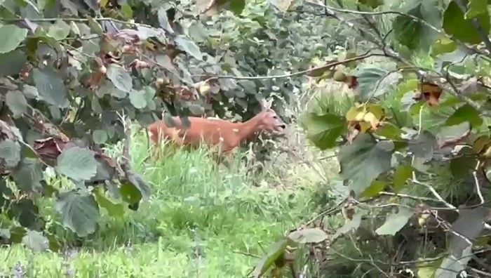 Fndk bahesini temizlerken grd karacaya seslendi   