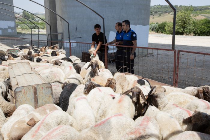 Mezitlide kurbanlk kesim ve sat yerleri belli oldu