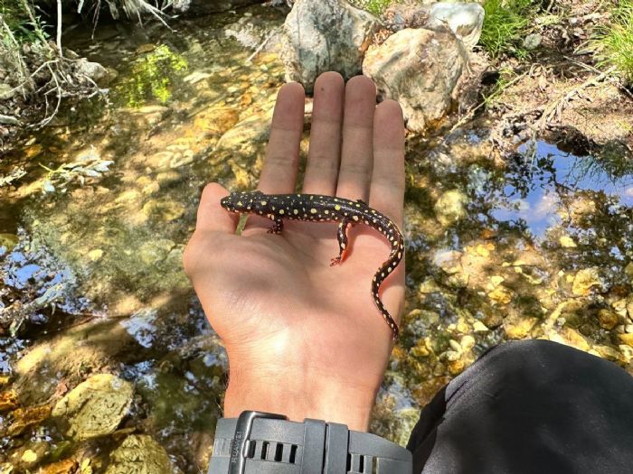 Yksekova’da benekli semender grntlendi