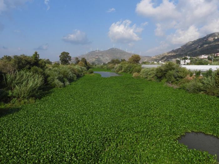 Samandada su smblleri Asi Nehri'ni yine istila etti