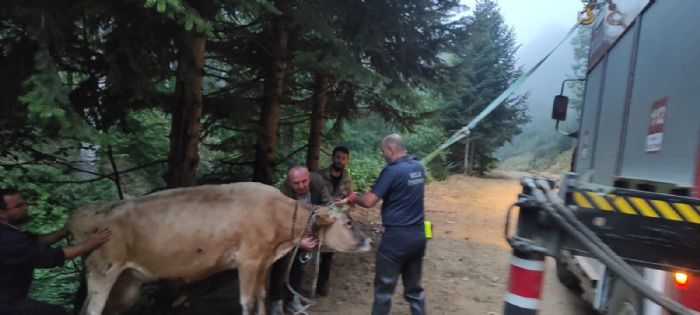 Dere yatana giren inek itfaiye ekiplerince kurtarld