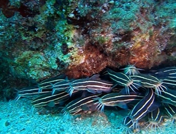 Antalya Krfezi'nde ilk kez grntlendi: Zehirli izgili kedi bal