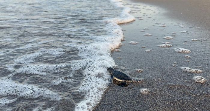 250 bin deniz kaplumbaas denizle bulutu