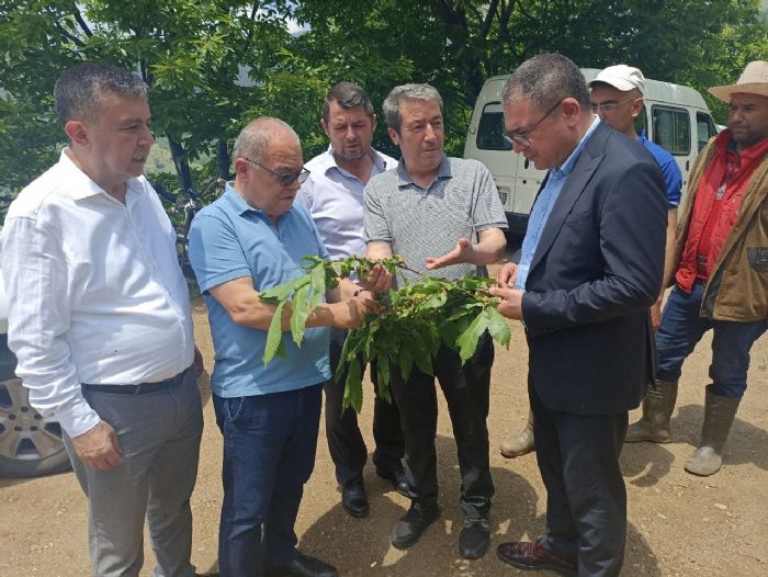 Milletvekili Karakoz, Kkte kestane reticileri ile bulutu   